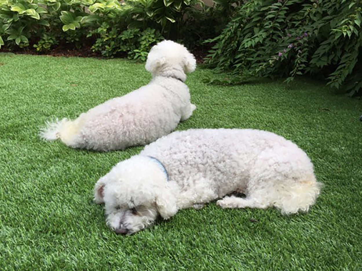Two white Sheepadoodles lay on plush pet grass in backyard