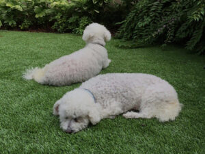 pet friendly turf grass
